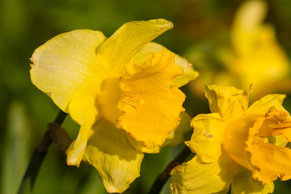 Нарцисс весенний нарцисс — стоковое фото