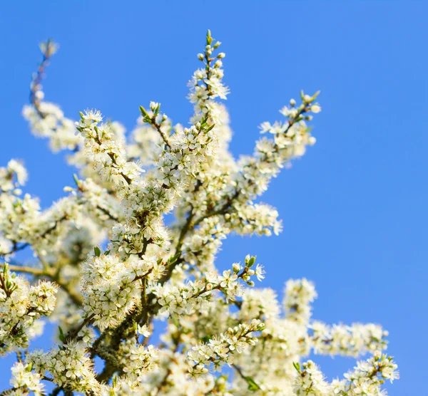 Albero dei fiori — Foto Stock