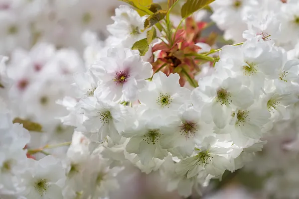 春天桃花树 — 图库照片