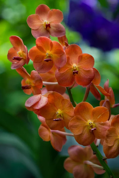 Orkideat — kuvapankkivalokuva