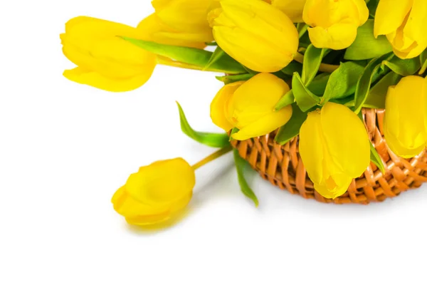 Sarı Lale çiçek — Stok fotoğraf