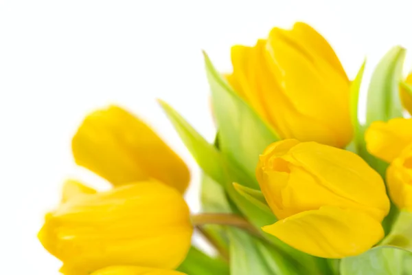 Žlutý Tulipán květy — Stock fotografie