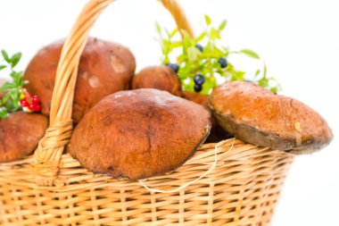 kahverengi fincan mantar ve kızılcık갈색 컵 버섯과 크 렌 베리