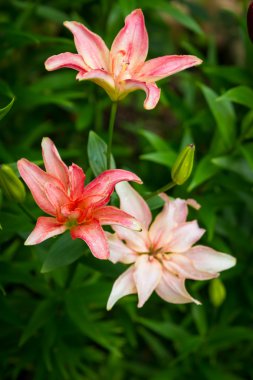 Zambak çiçeği arka plan