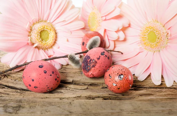 Œufs de Pâques avec des fleurs de marguerite gerbera — Photo