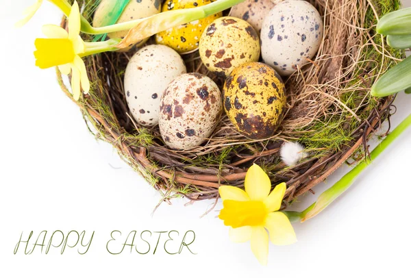 Uova di Pasqua nel nido con narciso — Foto Stock