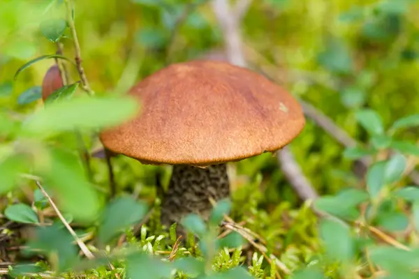 Cogumelo na floresta — Fotografia de Stock