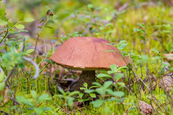 Cogumelo na floresta — Fotografia de Stock