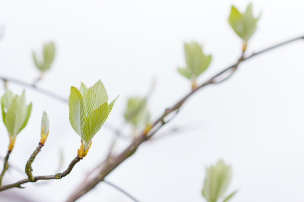 First leaves on a tree in spring