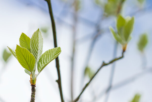 First leaves on a tree in spring