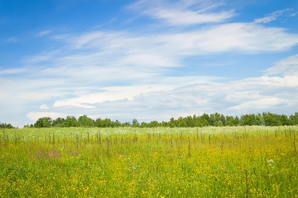 Sommaräng — Stockfoto