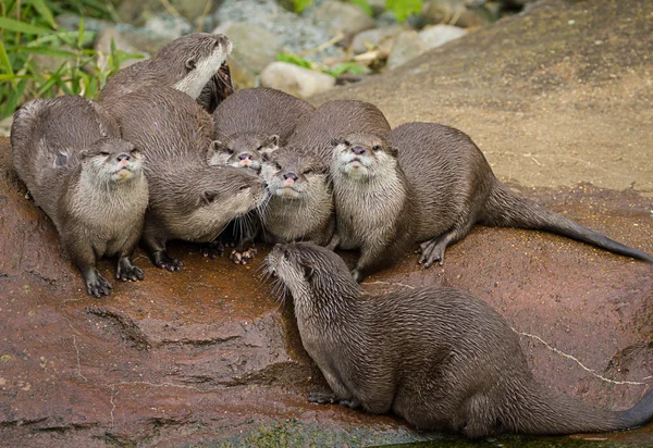 Lieblich verspielte Fischotter — Stockfoto