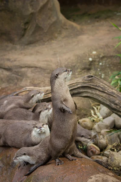 Mooie speelse otters — Stockfoto