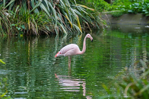 Roze flamingo 's — Stockfoto