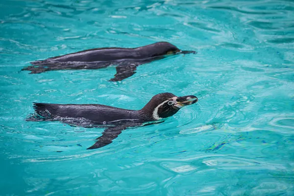 Funny penguins — Stock Photo, Image