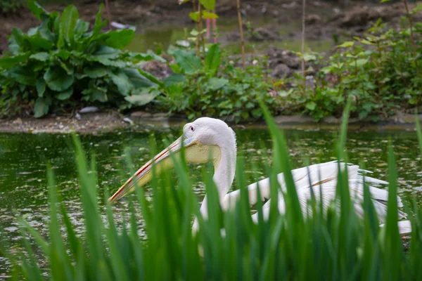Pelican in de dierentuin — Stockfoto