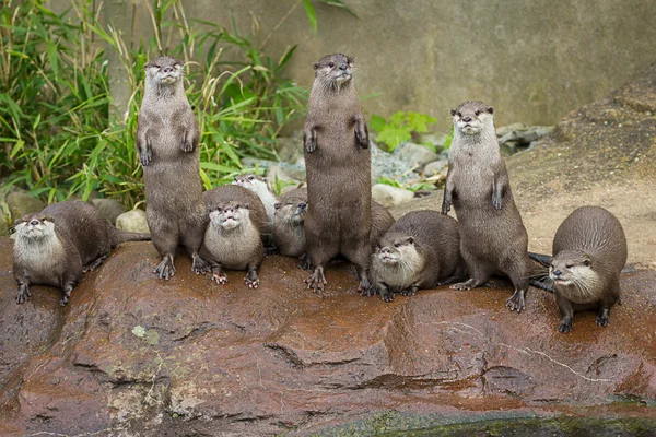 Lovely playful otters in symmetrical stand — Stock Photo, Image