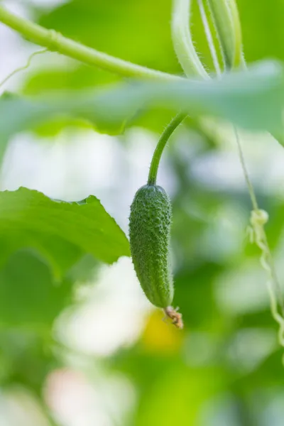 Pepino no jardim — Fotografia de Stock