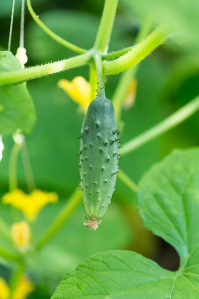 Pepino no jardim — Fotografia de Stock