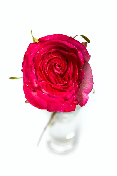Roses roses fraîches sur blanc — Photo
