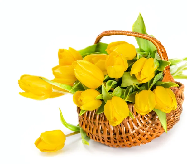 Yellow tulip flowers — Stock Photo, Image