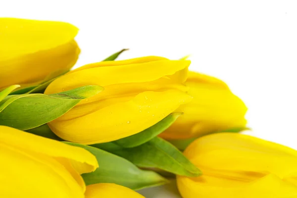 Fleurs de tulipe jaune — Photo