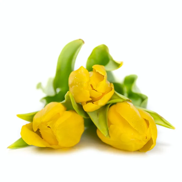 Fiori di tulipano giallo — Foto Stock