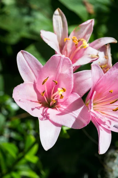 Lily flor fundo — Fotografia de Stock