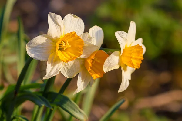 Нарцисс весенний нарцисс — стоковое фото