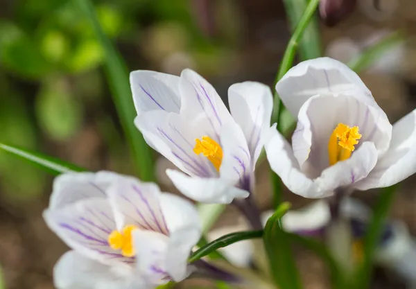 Цветы ранней весны — стоковое фото