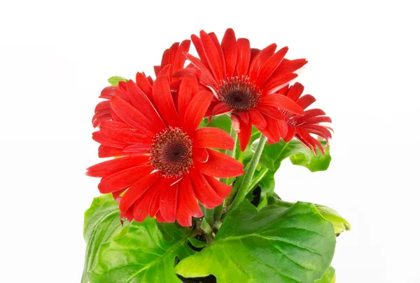 Rode gerbera madeliefje bloem — Stockfoto