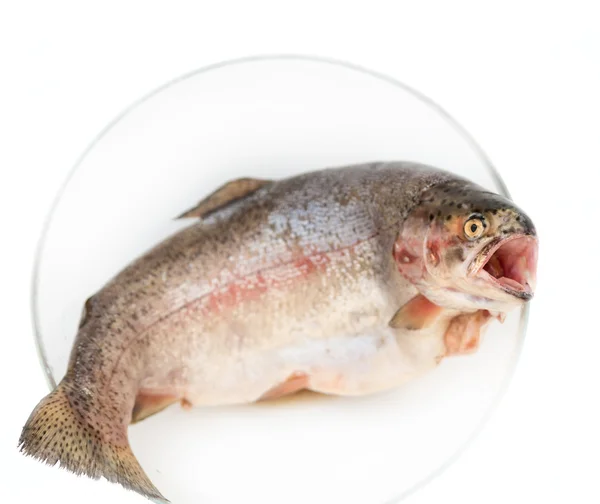 Čerstvý pstruh ryby připravené k vaření — Stock fotografie