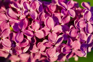 Leylak çiçeği çiçeği ağaç