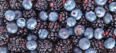 tatlı taze yaban mersini ve böğürtlen