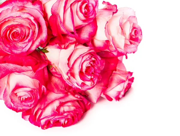 Fresh pink roses on white — Stock Photo, Image