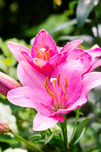 Fondo flor lirio — Foto de Stock