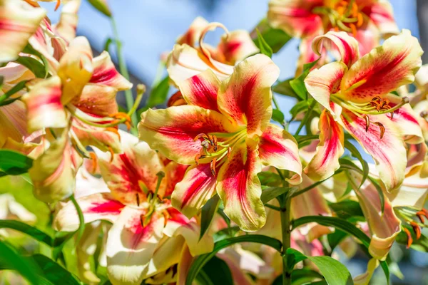 Lily flower bakgrund — Stockfoto