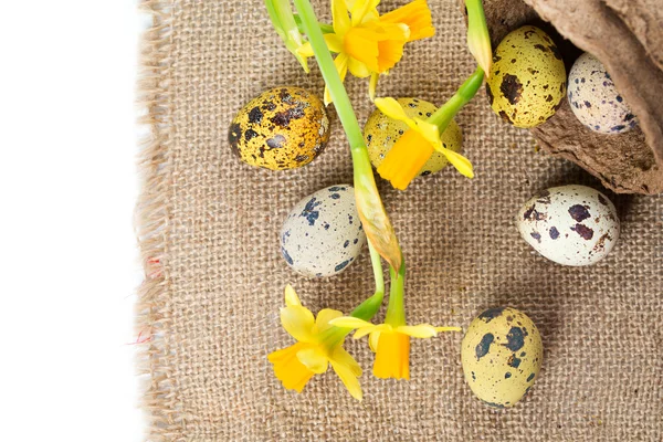 Ovos de Páscoa com narciso — Fotografia de Stock