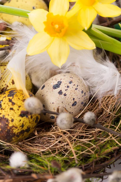 Œufs de Pâques dans le nid avec narcisse — Photo