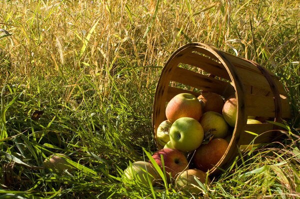 Basket of fresh picked apples
