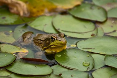 lily pad üzerinde kurbağa