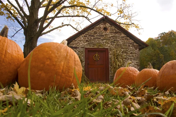 Parche de calabaza en otoño — Foto de Stock