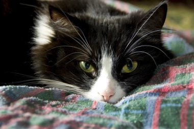 battaniye uyku üzerinde sevimli kedi