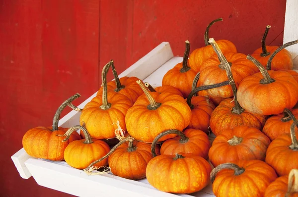 Fall gourds — Stock Photo, Image