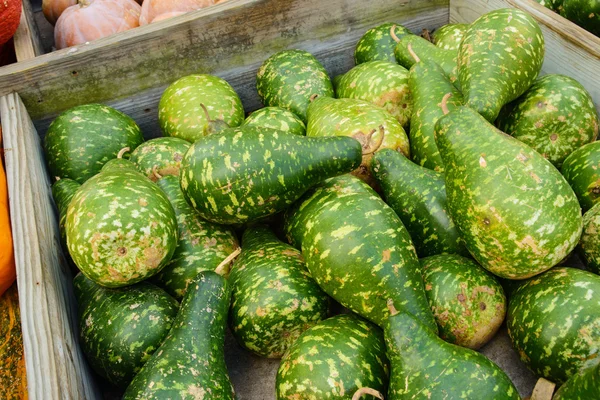 Green gourds — Stock Photo, Image