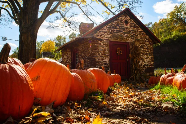 Pumpkin patch Royaltyfria Stockfoton