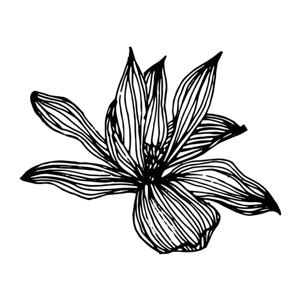 Magnolienblüte Illustration Isoliert Auf Weißem Hintergrund Handzeichnung Florale Botanische Blume — Stockvektor