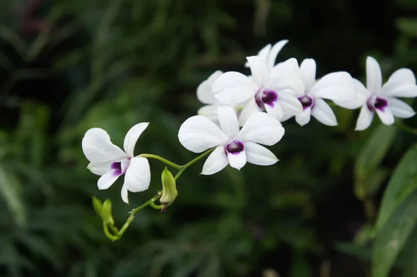 White Orchid Flowers Garden Close Phalaenopsis Variety — Fotografia de Stock