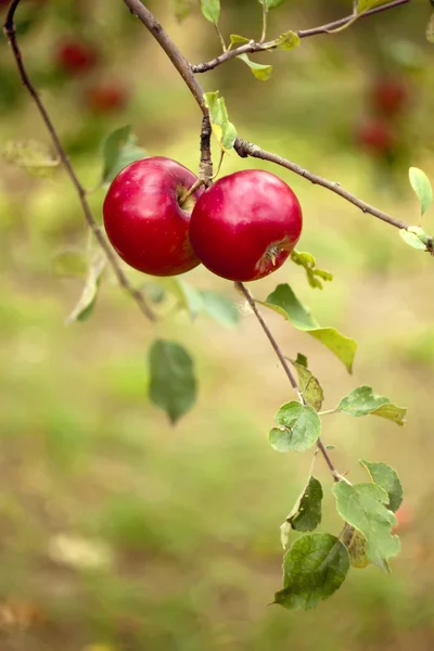 Apples on a branch — Stock Photo, Image