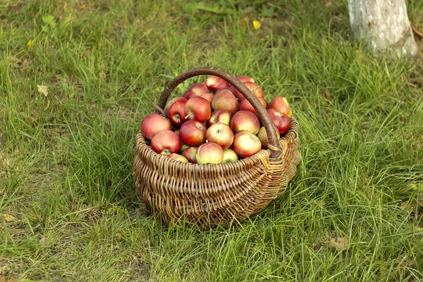 Apples in the Basket — Stock Photo, Image